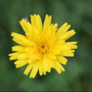 Foto 102 (Blume, Natur, Pflanze, Nahaufnahme)