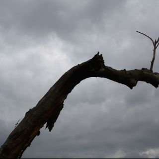Foto 103 (Baum, Ast, Wolken, Himmel)