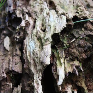 Foto 108 (Holz, Natur)