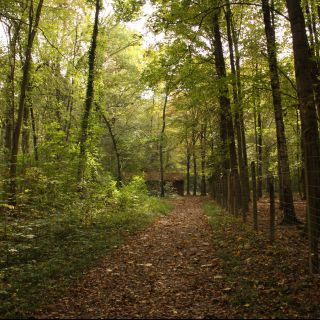 Foto 487 (Bäume, Blätter, Wald, Natur, Herbst)